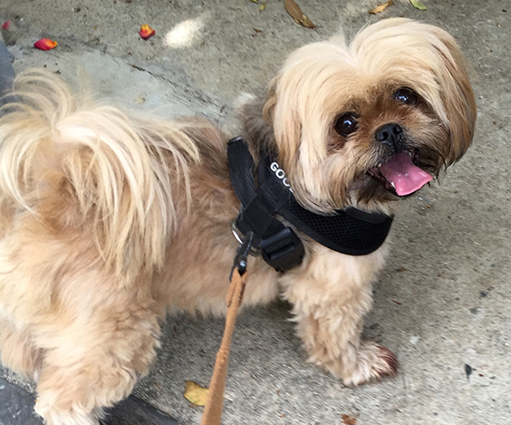 smiling_pup